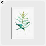 アートポストカード-Bush cane illustration - ピエール ジョゼフ ルドゥーテ Postcard.
