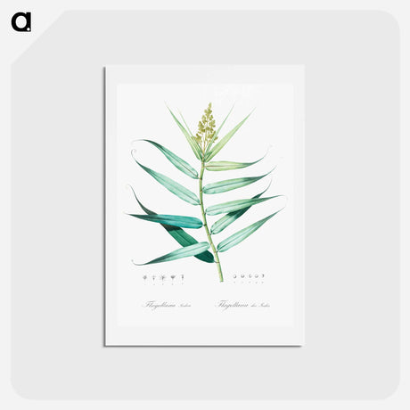 アートポストカード-Bush cane illustration - ピエール ジョゼフ ルドゥーテ Postcard.