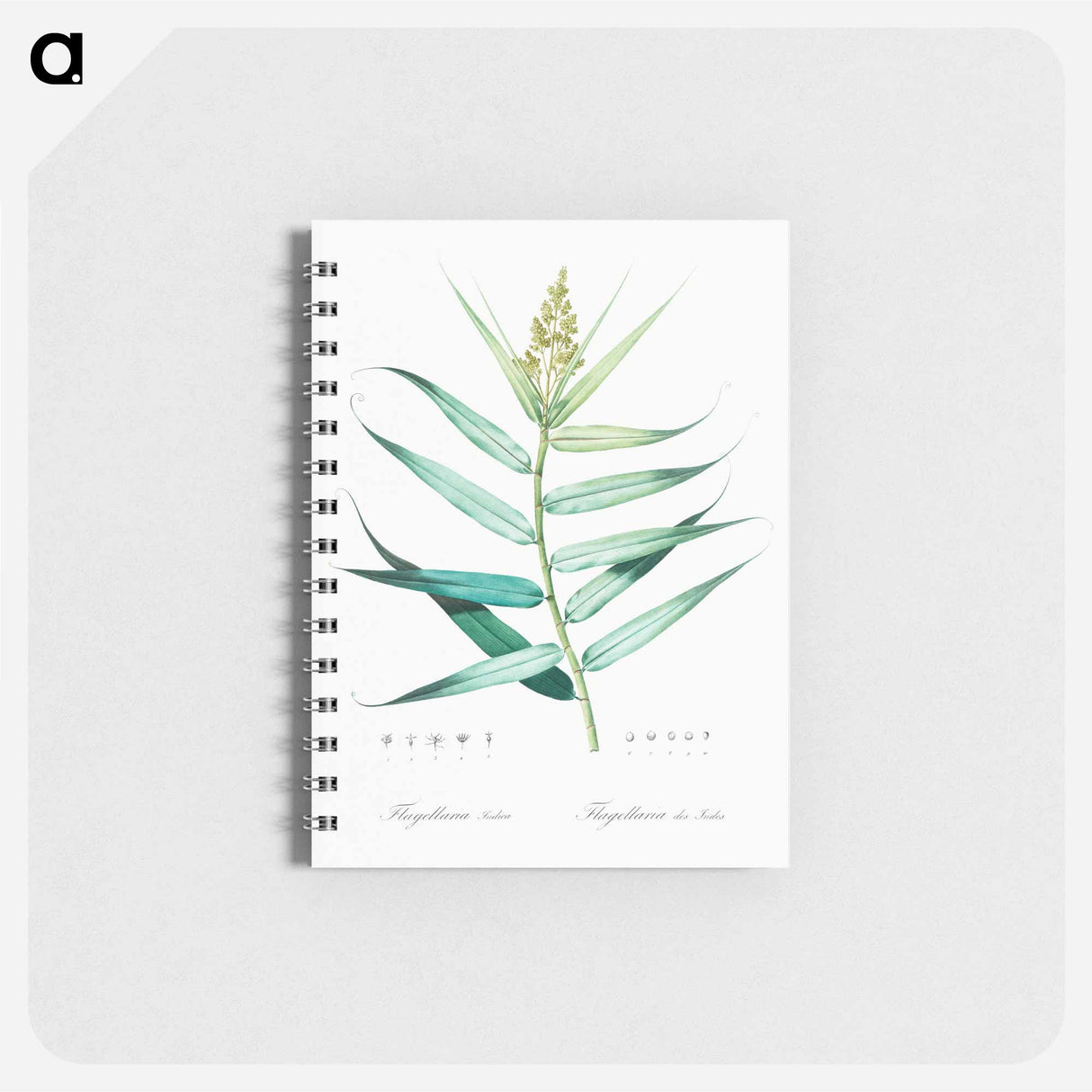Bush cane illustration - ピエール ジョゼフ ルドゥーテ Memo.