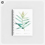 Bush cane illustration - ピエール ジョゼフ ルドゥーテ Memo.