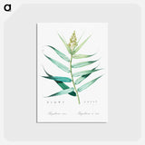アートポストカード-Bush cane illustration - ピエール ジョゼフ ルドゥーテ Postcard.