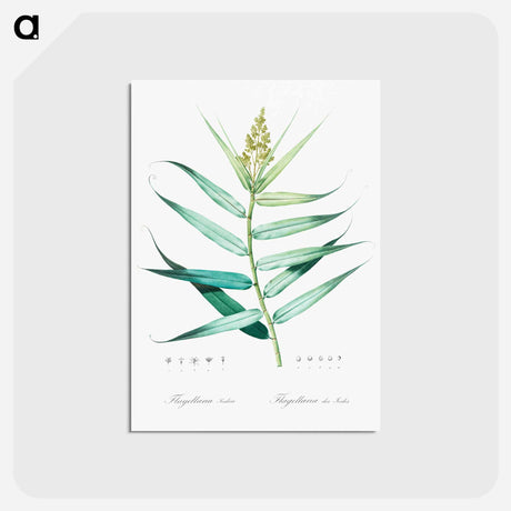 アートポストカード-Bush cane illustration - ピエール ジョゼフ ルドゥーテ Postcard.