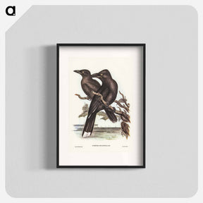 アートポスター-Sooty Crow-Shrike
 - ジョン グールド Poster.