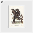 アートポストカード-Sooty Crow-Shrike
 - ジョン グールド Postcard.