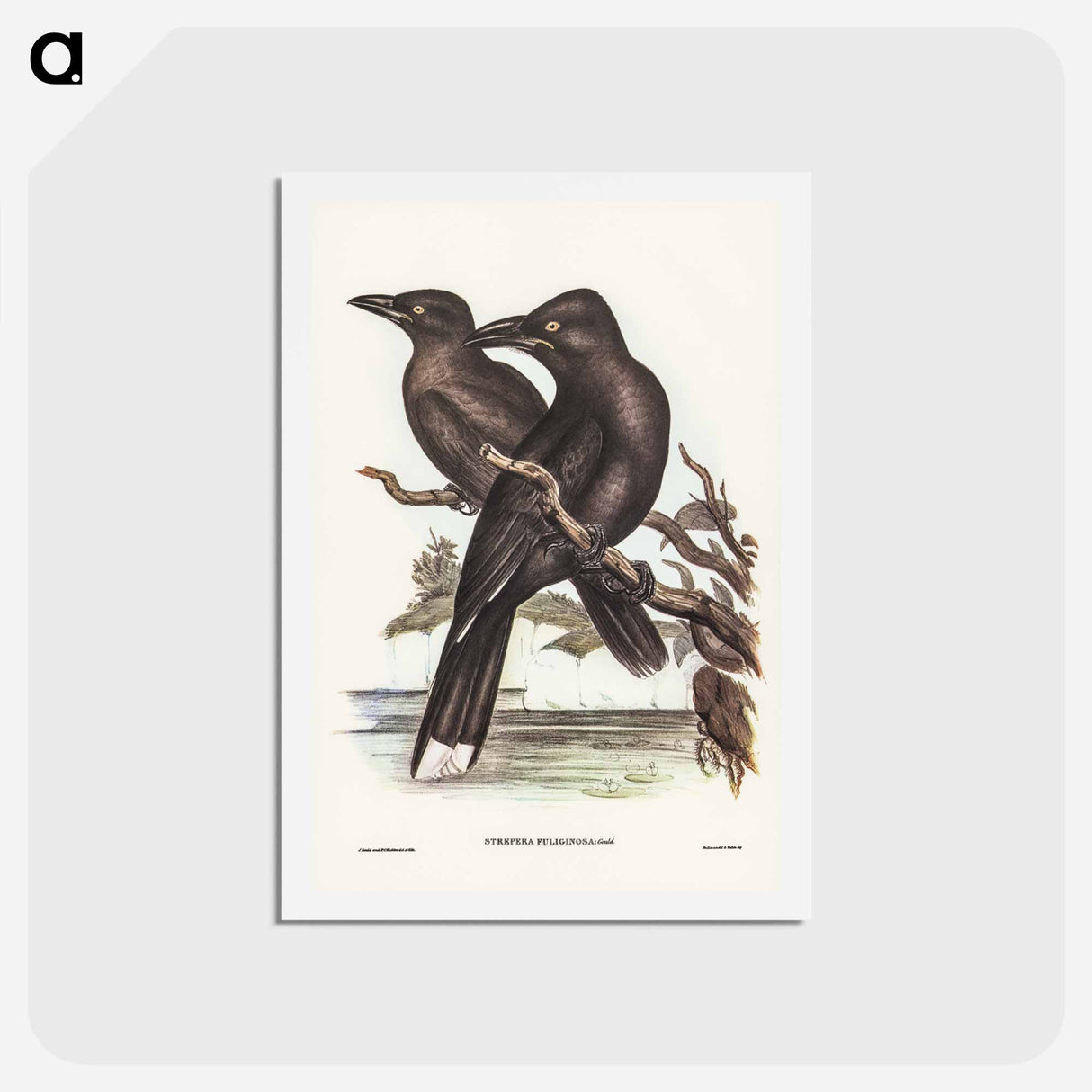 アートポストカード-Sooty Crow-Shrike
 - ジョン グールド Postcard.