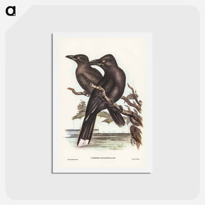 アートポストカード-Sooty Crow-Shrike
 - ジョン グールド Postcard.
