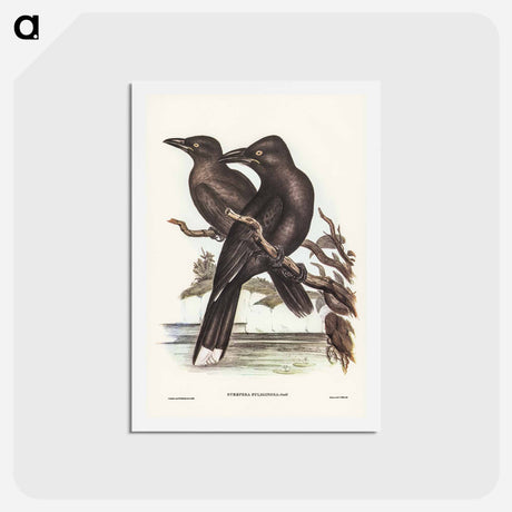 アートポストカード-Sooty Crow-Shrike
 - ジョン グールド Postcard.