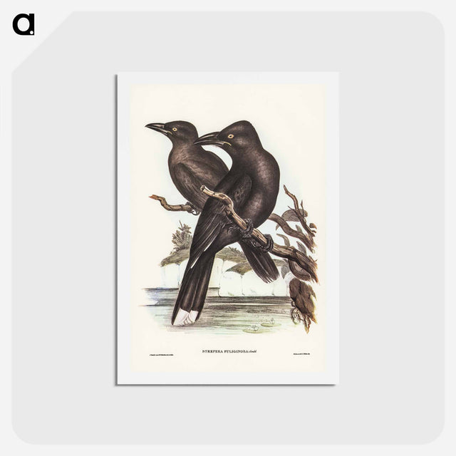 アートポストカード-Sooty Crow-Shrike
 - ジョン グールド Postcard.