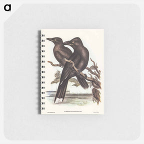 アートメモ帳-Sooty Crow-Shrike
 - ジョン グールド Memo.