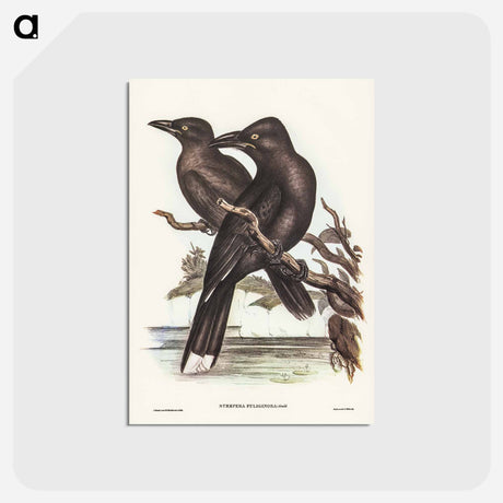 アートポストカード-Sooty Crow-Shrike
 - ジョン グールド Postcard.