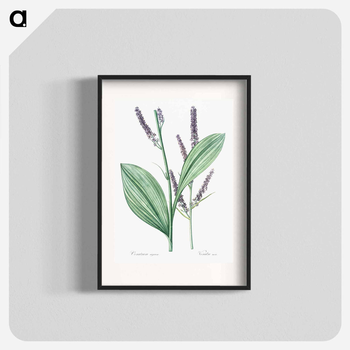 Black false hellebore illustration - ピエール ジョゼフ ルドゥーテ Poster.