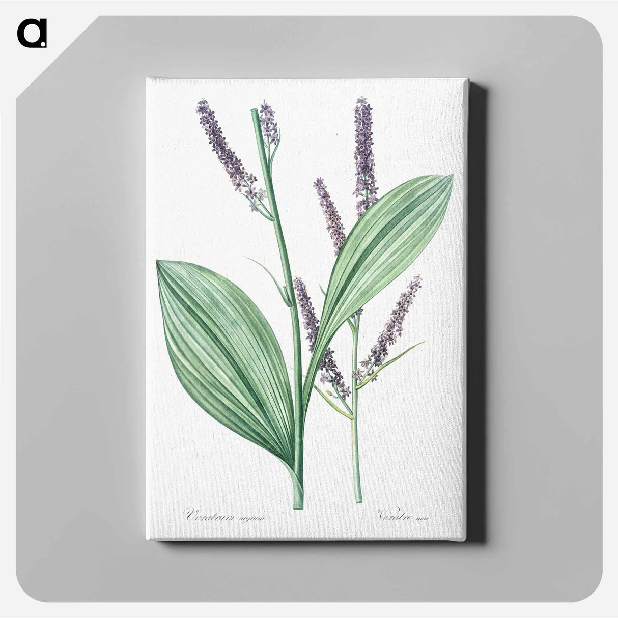 Black false hellebore illustration - ピエール ジョゼフ ルドゥーテ Canvas.