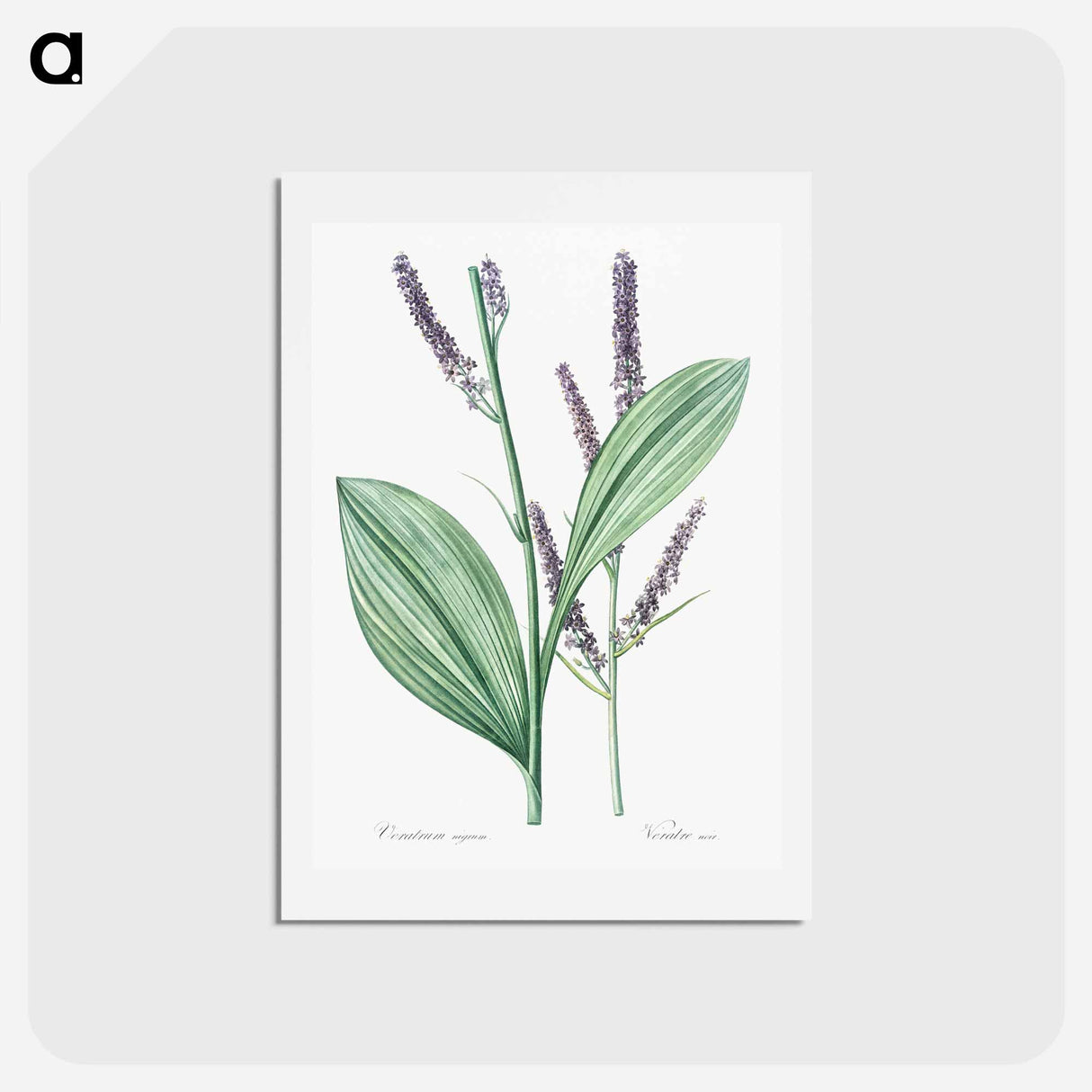 アートポストカード-Black false hellebore illustration - ピエール ジョゼフ ルドゥーテ Postcard.