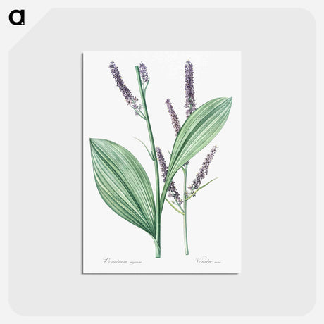アートポストカード-Black false hellebore illustration - ピエール ジョゼフ ルドゥーテ Postcard.
