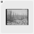 アートポストカード-Tillamook Burn
 - ラッセル リー Postcard.