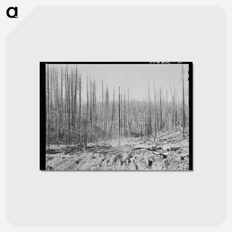 アートポストカード-Tillamook Burn
 - ラッセル リー Postcard.