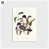 アートポストカード-Butcher-Bird
 - ジョン グールド Postcard.