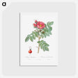 アートポストカード-Kamtschatka Rose - ピエール ジョゼフ ルドゥーテ Postcard.