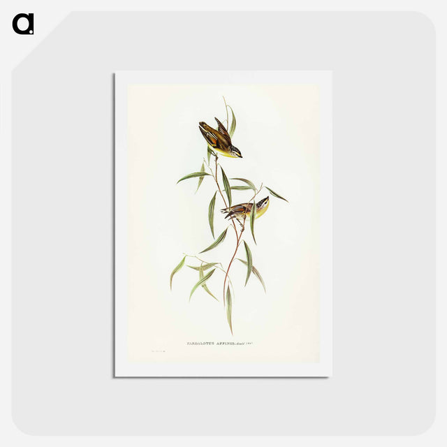 アートポストカード-Allied Pardalote
 - ジョン グールド Postcard.