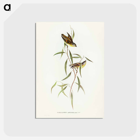 アートポストカード-Allied Pardalote
 - ジョン グールド Postcard.