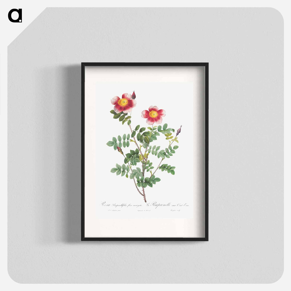 Variegated Flowering Variety of Burnet Rose, Rosa pimpinellifolia flore variegato - ピエール ジョゼフ ルドゥーテ Poster.