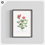 Variegated Flowering Variety of Burnet Rose, Rosa pimpinellifolia flore variegato - ピエール ジョゼフ ルドゥーテ Poster.