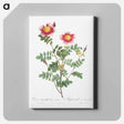 アートパネル-Variegated Flowering Variety of Burnet Rose, Rosa pimpinellifolia flore variegato - ピエール ジョゼフ ルドゥーテ Canvas.