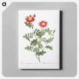 アートパネル-Variegated Flowering Variety of Burnet Rose, Rosa pimpinellifolia flore variegato - ピエール ジョゼフ ルドゥーテ Canvas.