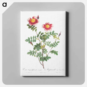 アートパネル-Variegated Flowering Variety of Burnet Rose, Rosa pimpinellifolia flore variegato - ピエール ジョゼフ ルドゥーテ Canvas.