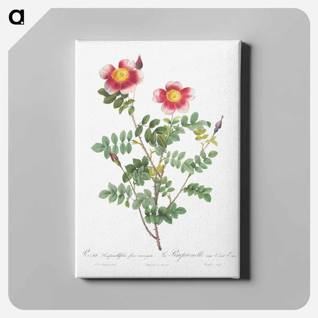 アートパネル-Variegated Flowering Variety of Burnet Rose, Rosa pimpinellifolia flore variegato - ピエール ジョゼフ ルドゥーテ Canvas.