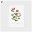 アートポストカード-Variegated Flowering Variety of Burnet Rose, Rosa pimpinellifolia flore variegato - ピエール ジョゼフ ルドゥーテ Postcard.