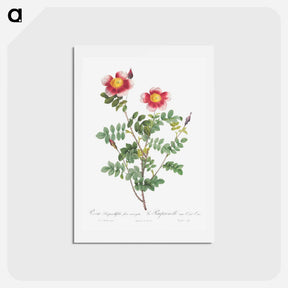 アートポストカード-Variegated Flowering Variety of Burnet Rose, Rosa pimpinellifolia flore variegato - ピエール ジョゼフ ルドゥーテ Postcard.