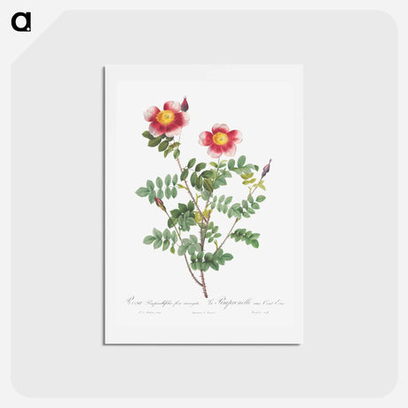 アートポストカード-Variegated Flowering Variety of Burnet Rose, Rosa pimpinellifolia flore variegato - ピエール ジョゼフ ルドゥーテ Postcard.