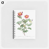 Variegated Flowering Variety of Burnet Rose, Rosa pimpinellifolia flore variegato - ピエール ジョゼフ ルドゥーテ Memo.