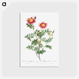 アートポストカード-Variegated Flowering Variety of Burnet Rose, Rosa pimpinellifolia flore variegato - ピエール ジョゼフ ルドゥーテ Postcard.