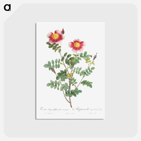 アートポストカード-Variegated Flowering Variety of Burnet Rose, Rosa pimpinellifolia flore variegato - ピエール ジョゼフ ルドゥーテ Postcard.