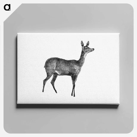アートパネル-Doe Deer, From Great African Travellers
 - 大英図書館 Canvas.