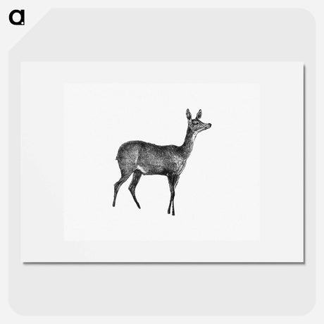 アートポスター-Doe Deer, From Great African Travellers
 - 大英図書館 Poster.