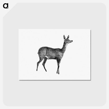 アートポストカード-Doe Deer, From Great African Travellers
 - 大英図書館 Postcard.