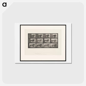 アートポストカード-Lion Walking
 - エドワード マイブリッジ Postcard.