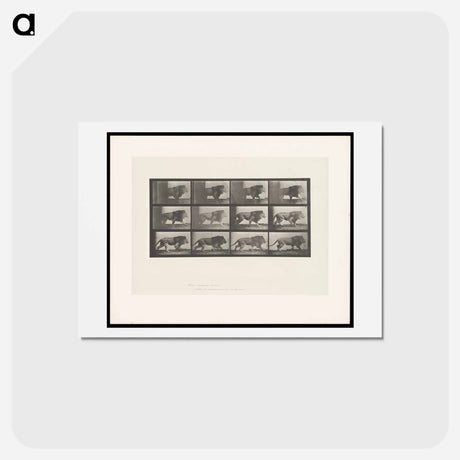 アートポストカード-Lion Walking
 - エドワード マイブリッジ Postcard.