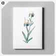 アートパネル-Elder scented iris illustration - ピエール ジョゼフ ルドゥーテ Canvas.