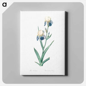 アートパネル-Elder scented iris illustration - ピエール ジョゼフ ルドゥーテ Canvas.