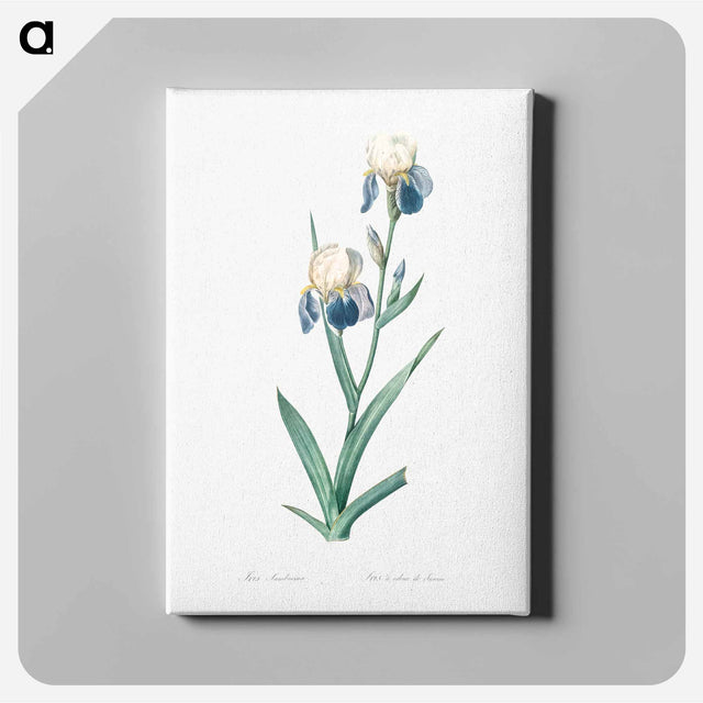 アートパネル-Elder scented iris illustration - ピエール ジョゼフ ルドゥーテ Canvas.
