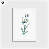 アートポストカード-Elder scented iris illustration - ピエール ジョゼフ ルドゥーテ Postcard.