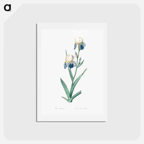 アートポストカード-Elder scented iris illustration - ピエール ジョゼフ ルドゥーテ Postcard.