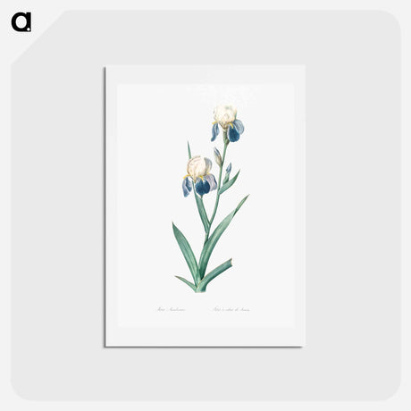 アートポストカード-Elder scented iris illustration - ピエール ジョゼフ ルドゥーテ Postcard.