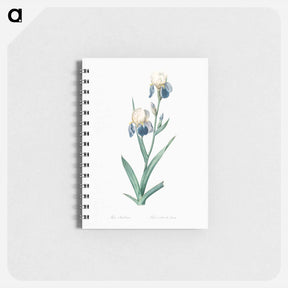 アートメモ帳-Elder scented iris illustration - ピエール ジョゼフ ルドゥーテ Memo.