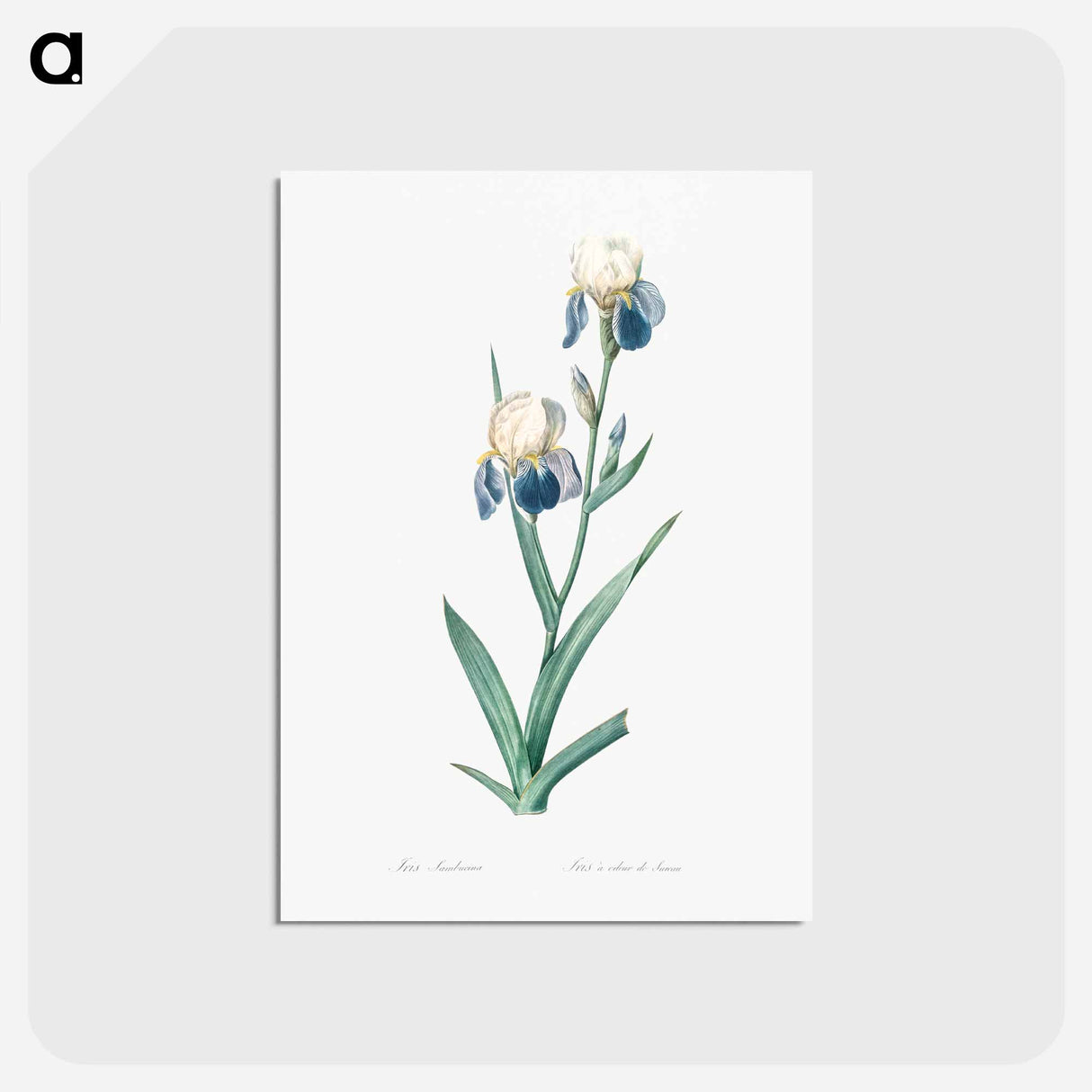 アートポストカード-Elder scented iris illustration - ピエール ジョゼフ ルドゥーテ Postcard.