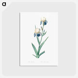 アートポストカード-Elder scented iris illustration - ピエール ジョゼフ ルドゥーテ Postcard.